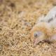 Лечение пуллороза у цыплят